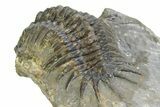 Uncommon Crotalocephalus Trilobite - Morocco #350437-4